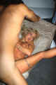 5530r0900.jpg (36736 Byte)